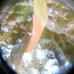 Lechatelierites needle in a natural cut