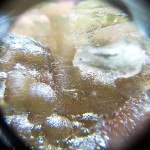 Lechatelierites coming out of the surface