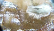 Lechatelierites coming out of the surface