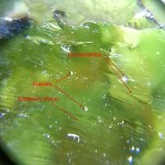Inhomogeneities in moldavites