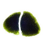 Naturally fragmented moldavite