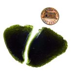 Naturally fragmented moldavite