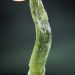 Rare Distorted Moldavite